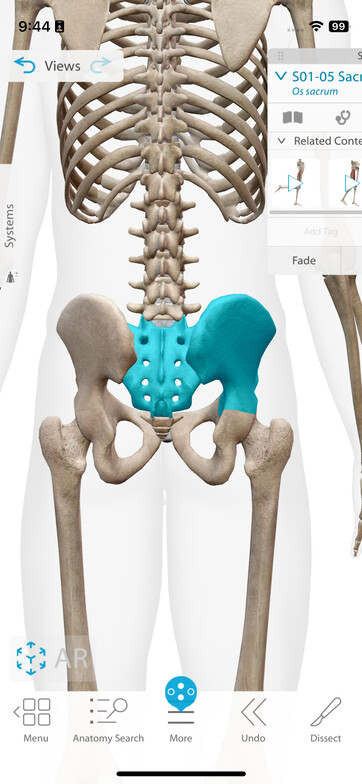 Skeletal Anatomy of the Pelvis