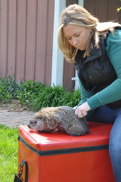 Animal chiropractic, farm animal, animal adjustment