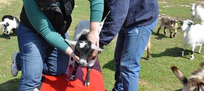 Animal chiropractic, farm animal, animal adjustment