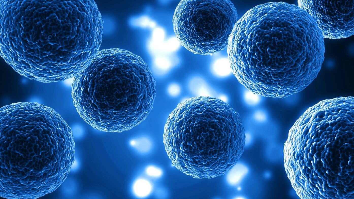 Stem Cell