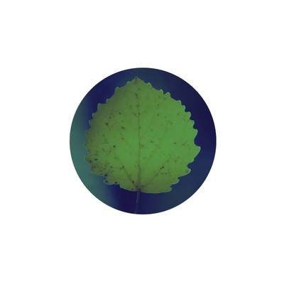 Green Aspen Leaf 