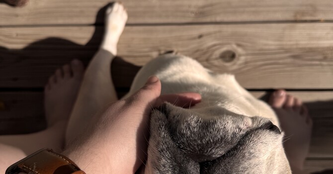 Facing Your Pet's Last Days Together
