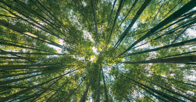 Somatic Alignment